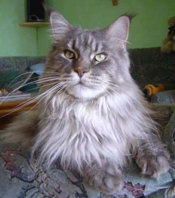 Hier sieht man eine Farb-art der Main Coon. Ein Silver Tabby. Hier sieht man eine Farb-art der Main Coon. Ein Silver Tabby.